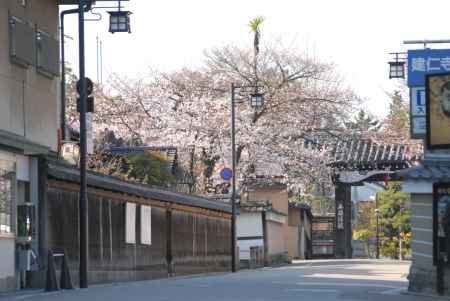 満開の桜と建仁寺の門