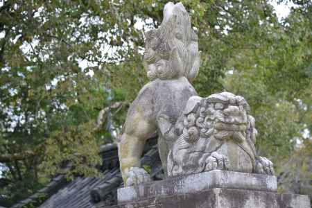 藤森神社 狛犬3