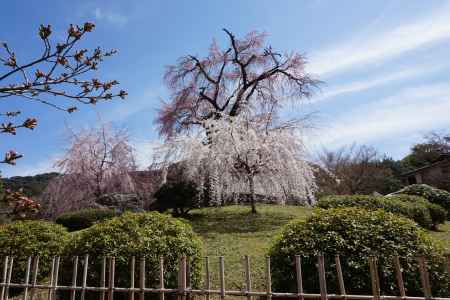 円山公園のしだれ桜3