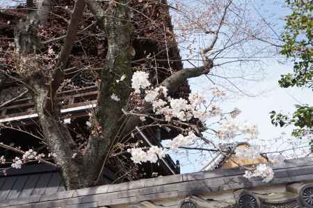 祇園閣　桜1