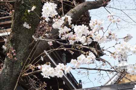 祇園閣　桜2