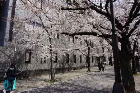 祇園白川　桜1