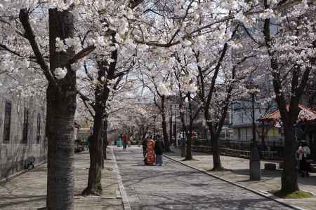 祇園白川　桜並木4