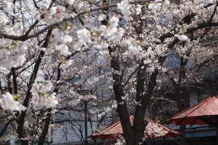 祇園白川　桜5