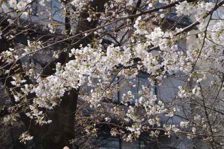 祇園白川　桜の花と蕾