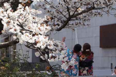 祇園白川　観光客と桜