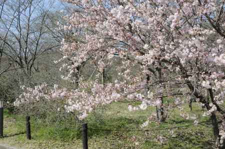 京都府立植物園　桜5