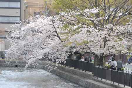 水面に近づく桜