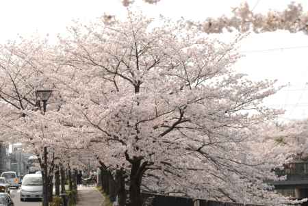 岡崎疏水沿いの桜並木