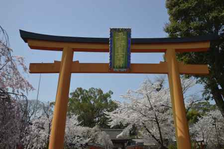 桜の名所　平野神社