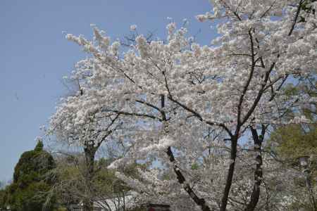青空に映える平野の桜