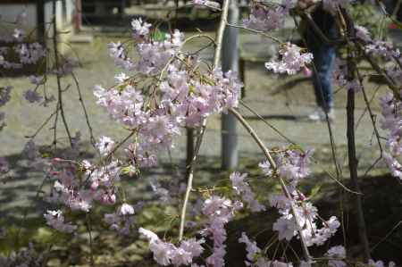 桜を愛する神社