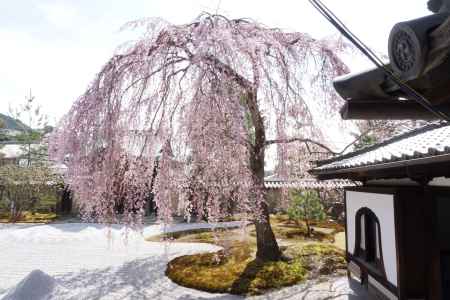 高台寺　方丈前庭の桜