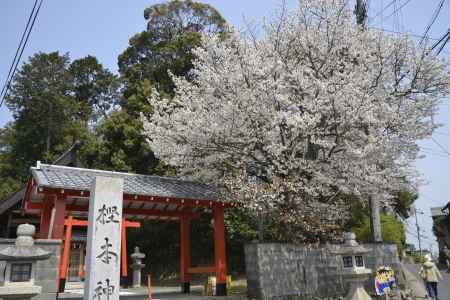 樫本神社　桜咲く