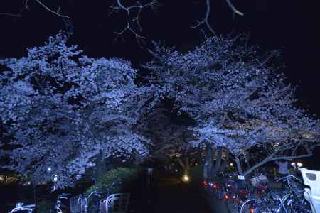 長岡天満宮　夜の桜2