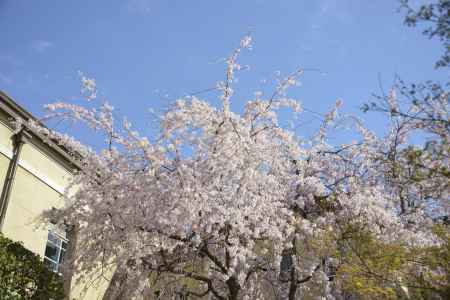 府庁の枝垂れ桜