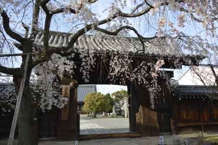 妙覚寺　桜越しの門