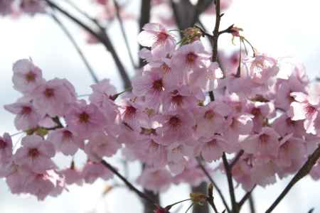 一面ピンクの河津桜