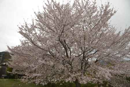 善峯寺　あふれる桜