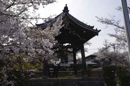 妙顕寺　桜と鐘楼