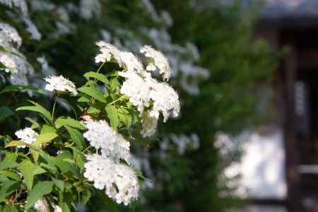 乙訓寺　白い花