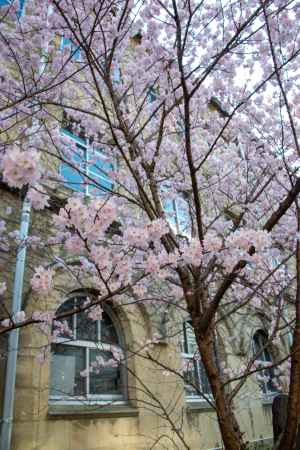 旧成徳中学校春めき桜7