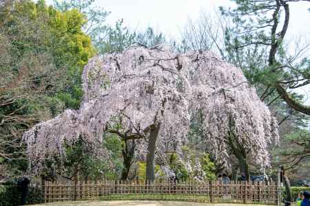 京都御苑　出水の桜-1
