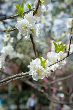 京都御苑　白き春