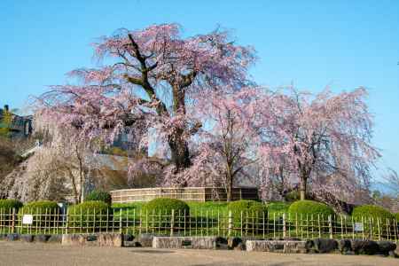 円山公園　3月23日の桜1