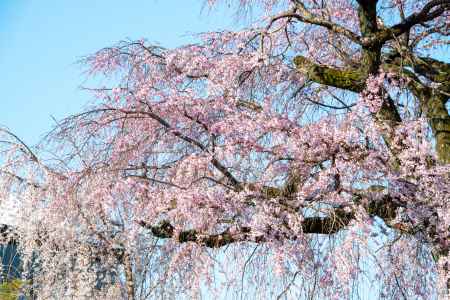 円山公園　3月23日の桜2