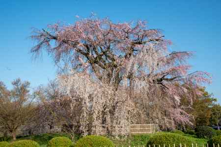 円山公園　3月23日の桜3