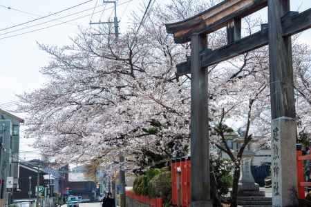 建勲神社　3月23日の桜2