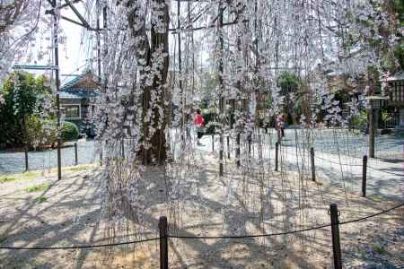 千本釈迦堂　3月23日の桜3