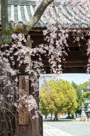 妙覚寺　3月23日の桜2