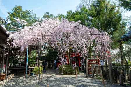 水火天満宮　3月27日の桜2