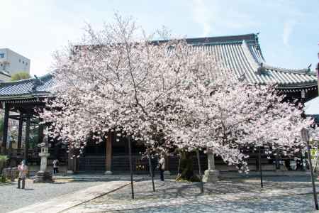 本法寺　3月27日の桜2