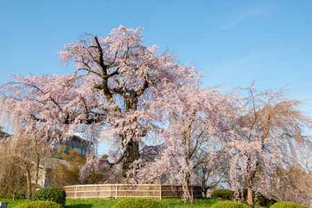 円山公園　3月27日の桜1
