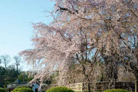 円山公園　3月27日の桜2