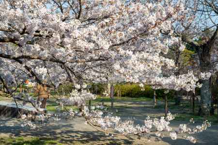 円山公園　3月27日の桜3