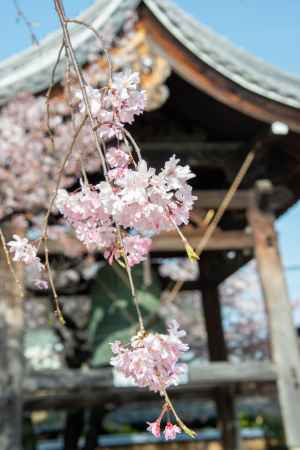 妙顕寺　鐘楼と桜