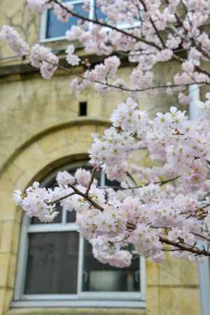 一番乗りの早咲き桜