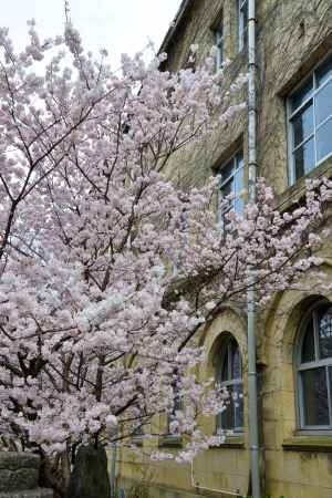 レトロ校舎に咲く桜