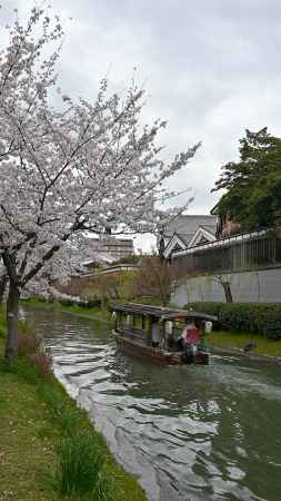 桜の十石舟