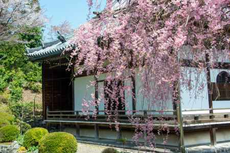 桜色寺院