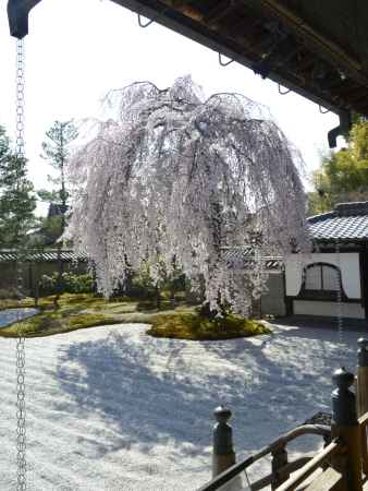 桜あふれる高台寺