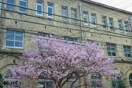 旧校舎に咲く　春めき桜