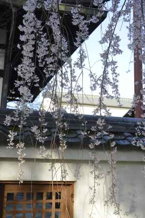 本満寺にしだれる桜
