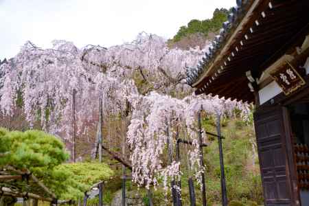 桂昌院のお手植え桜