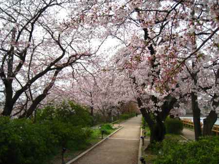 小道と桜