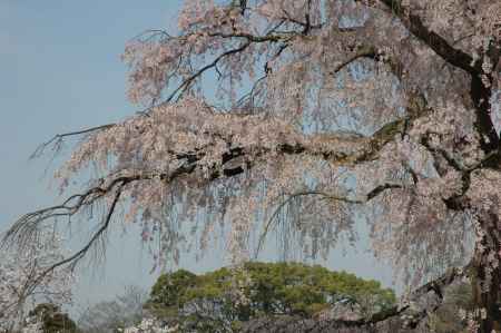 桜咲く円山公園